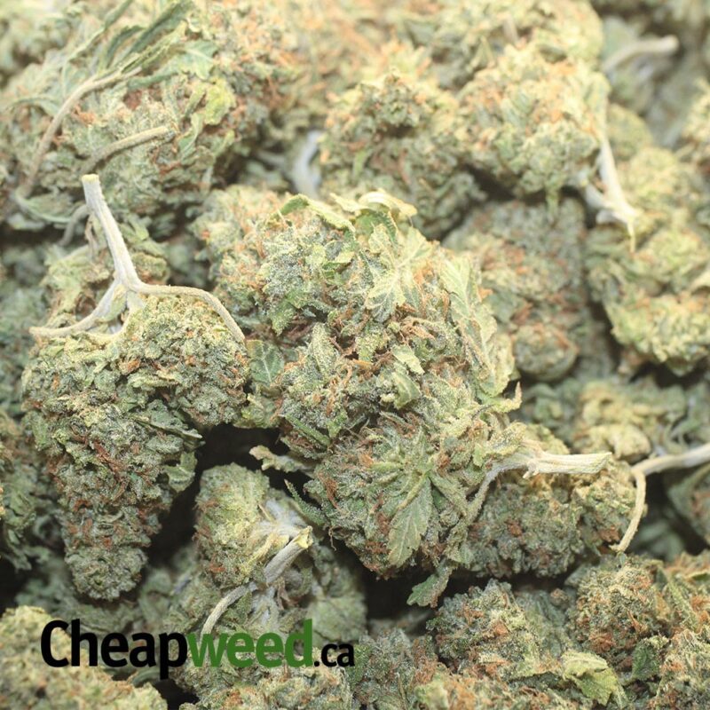 Zkittlez Runtz – *Deal Of The Day* - Image 3