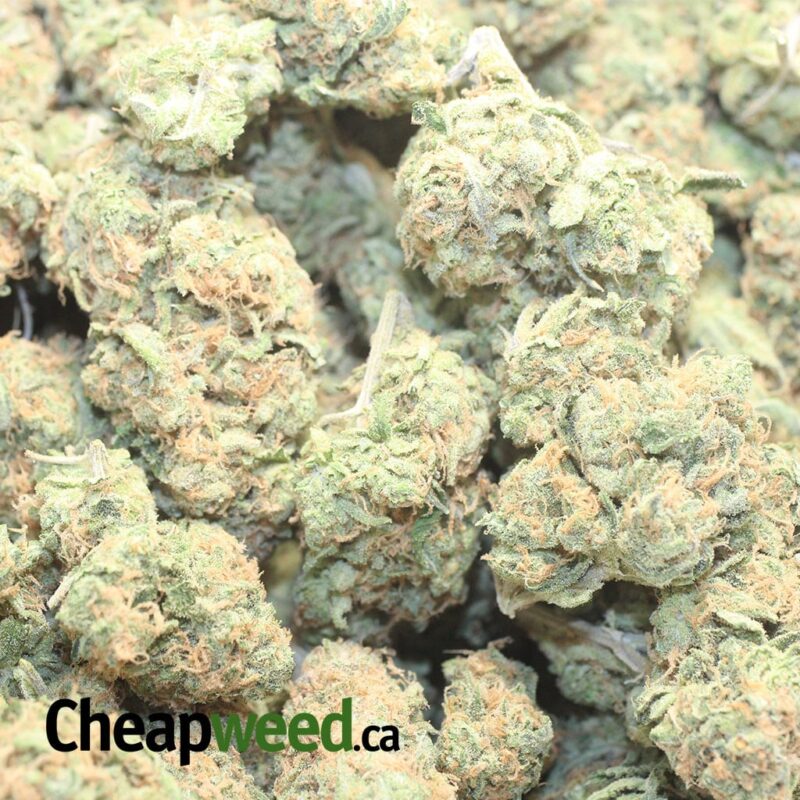 Zombie Kush OG - Image 3