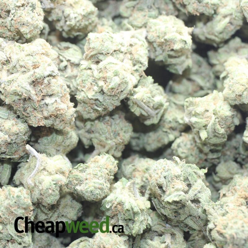 Zombie Kush - Image 3