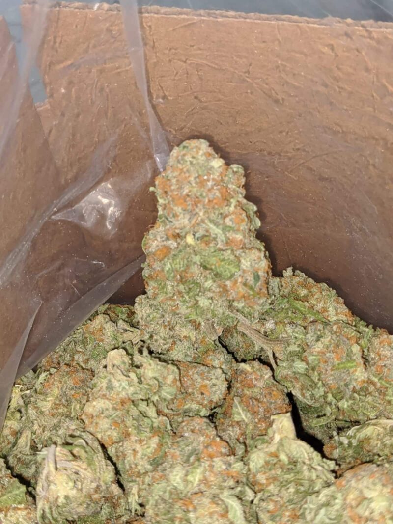 Alien Cookies #2 - Image 7