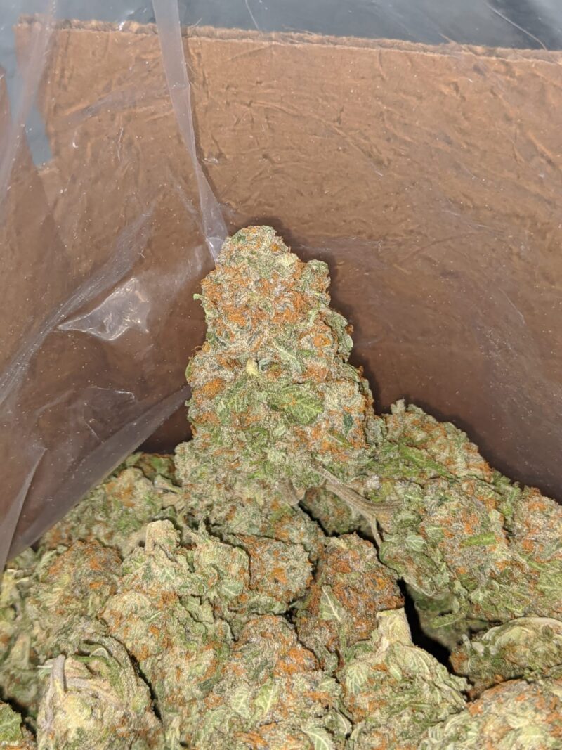 Alien Cookies #2 - Image 6