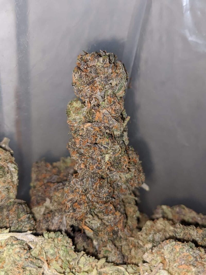 Purple Kandy - Image 4