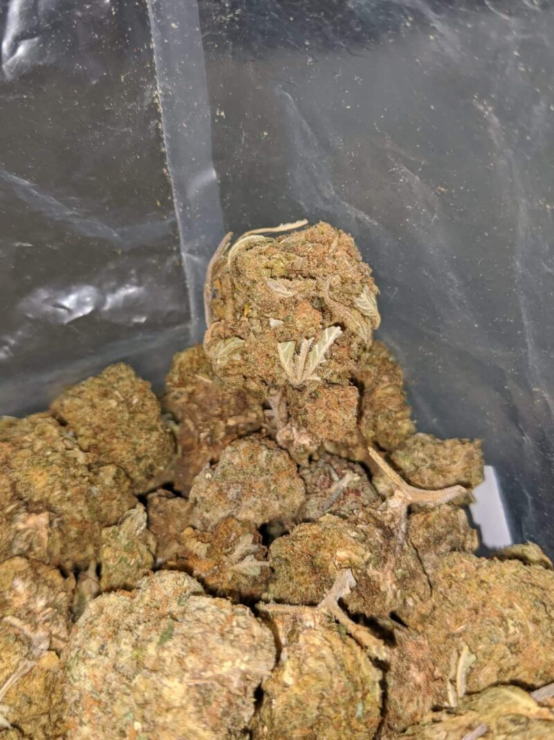 Black Dog Bulk Special - Image 4