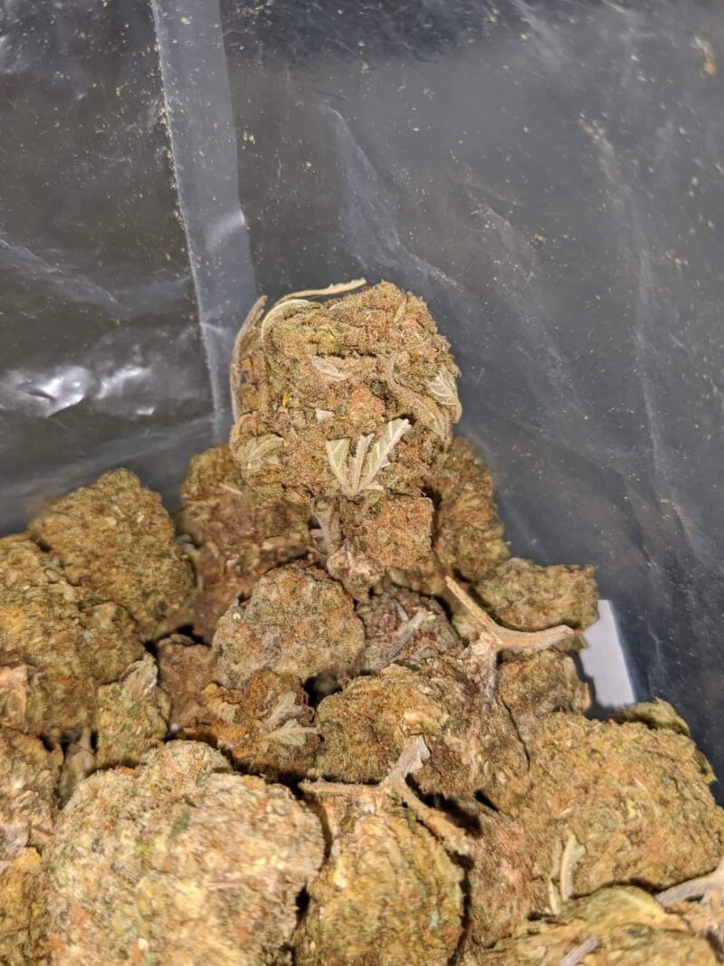 Black Dog Bulk Special - Image 7