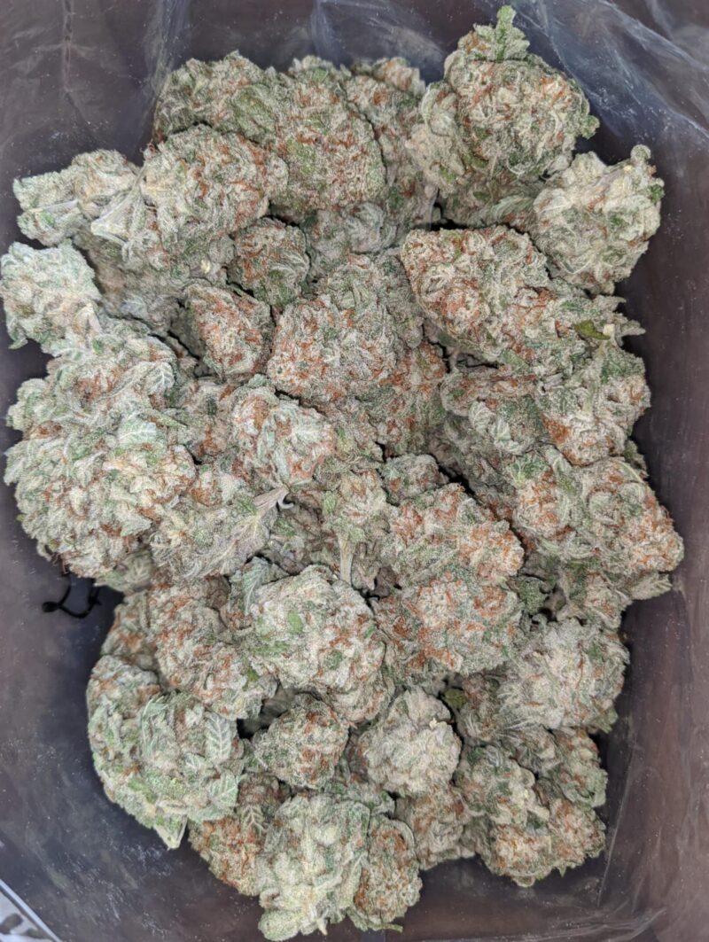 Blueberry YumYum - Image 2