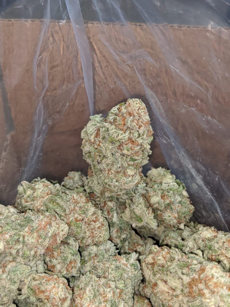 Blueberry YumYum - Image 4