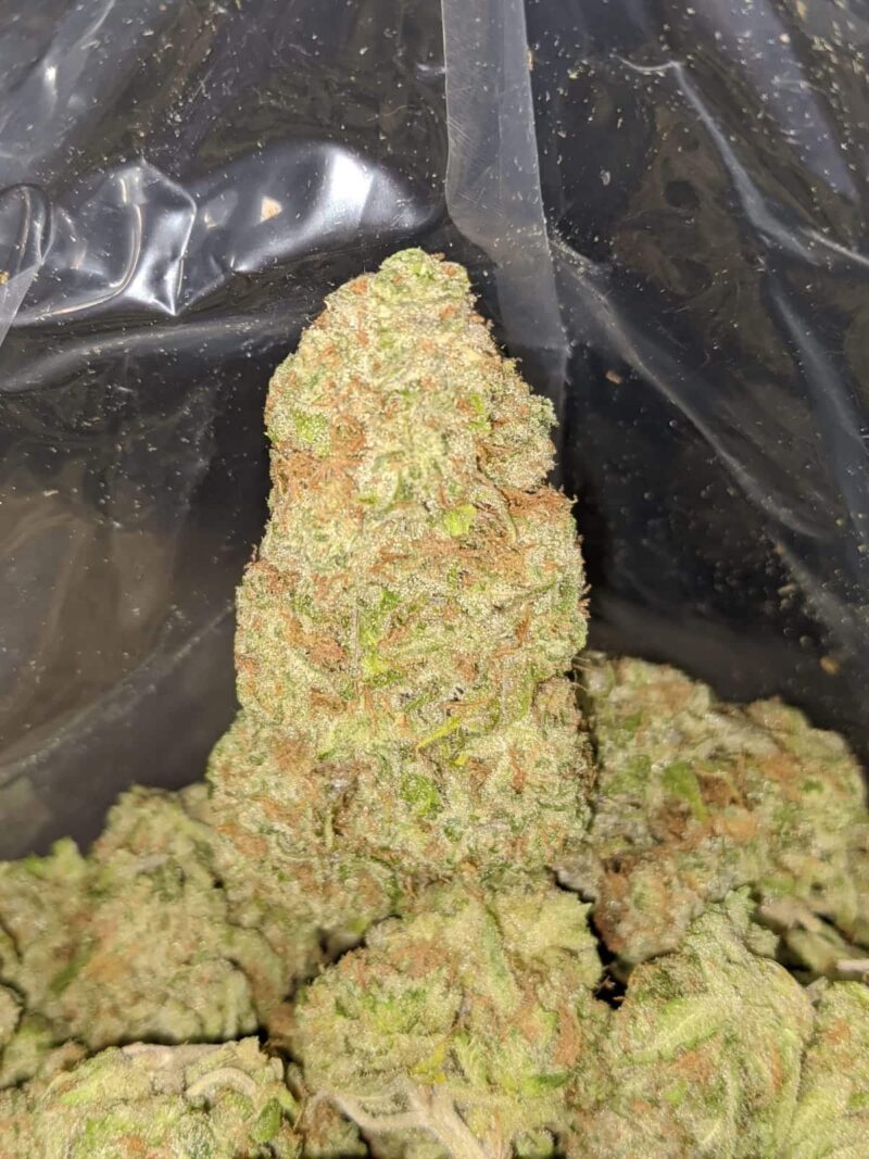 Brainstorm Haze - Image 7