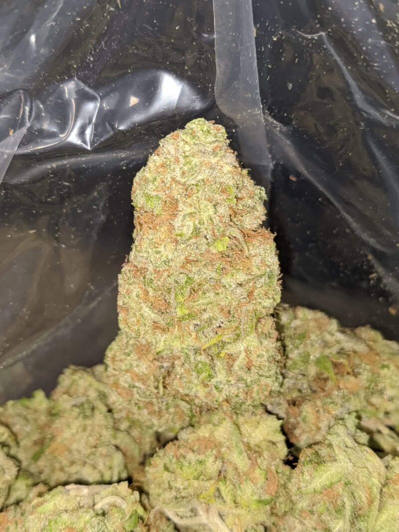 Brainstorm Haze - Image 6