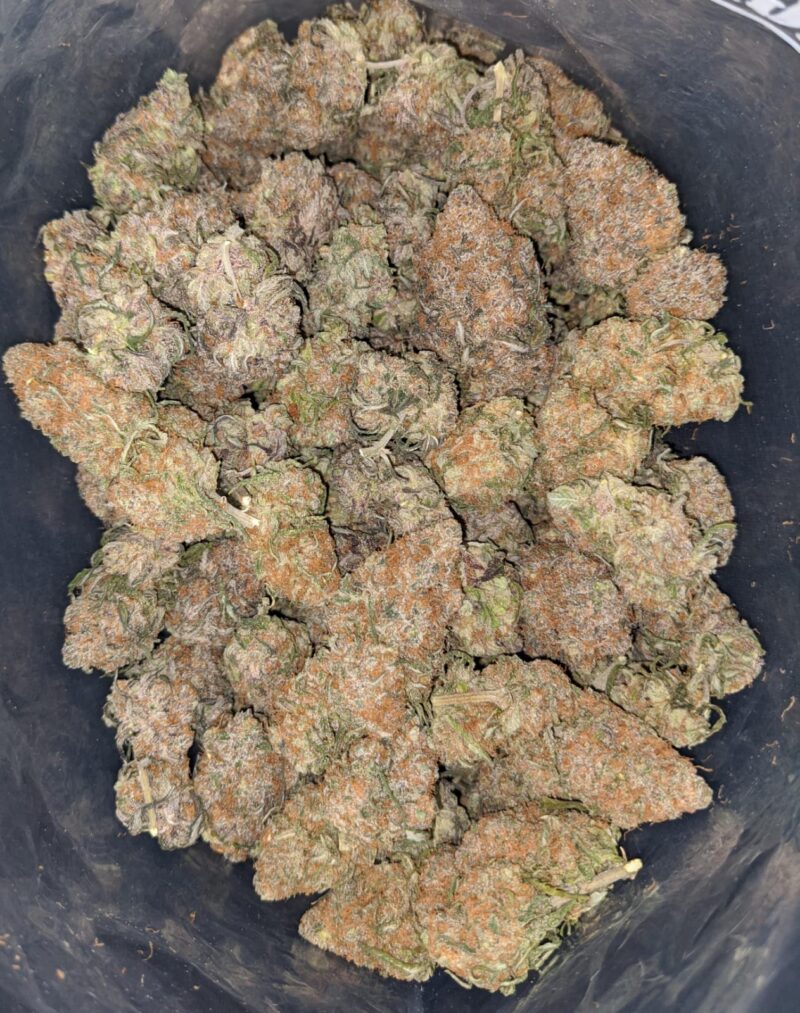 Bubble Gum - Image 5