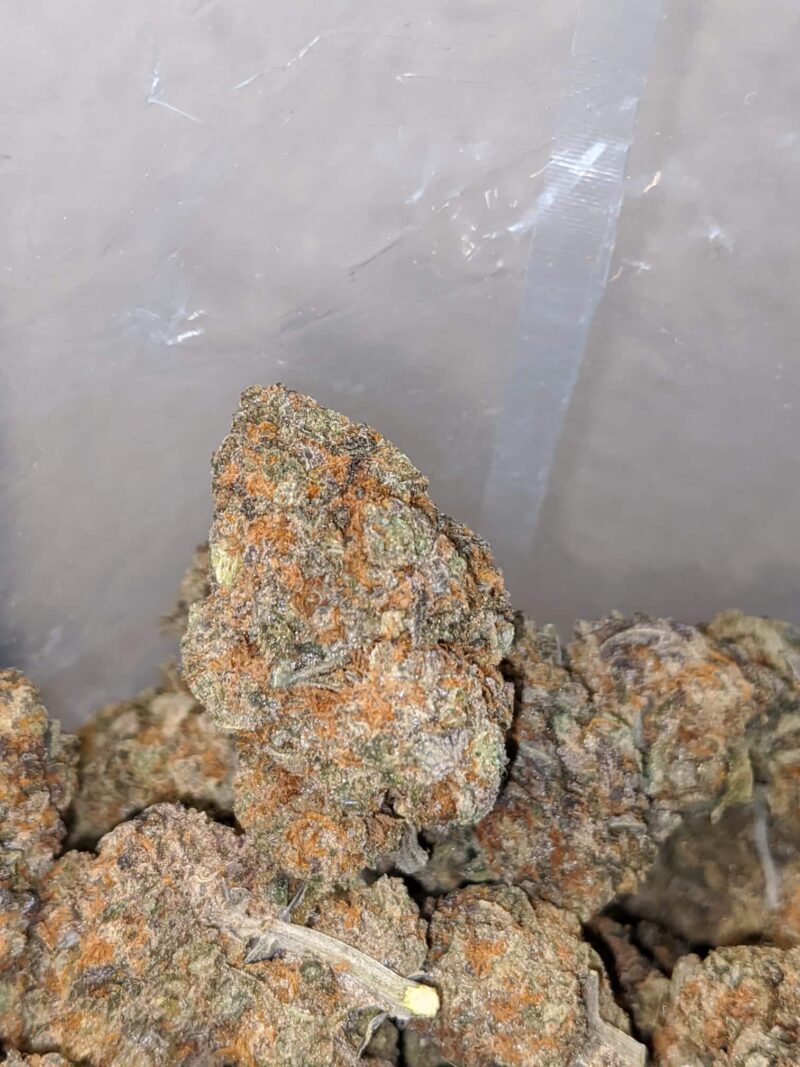 Cactus Breath - Image 7