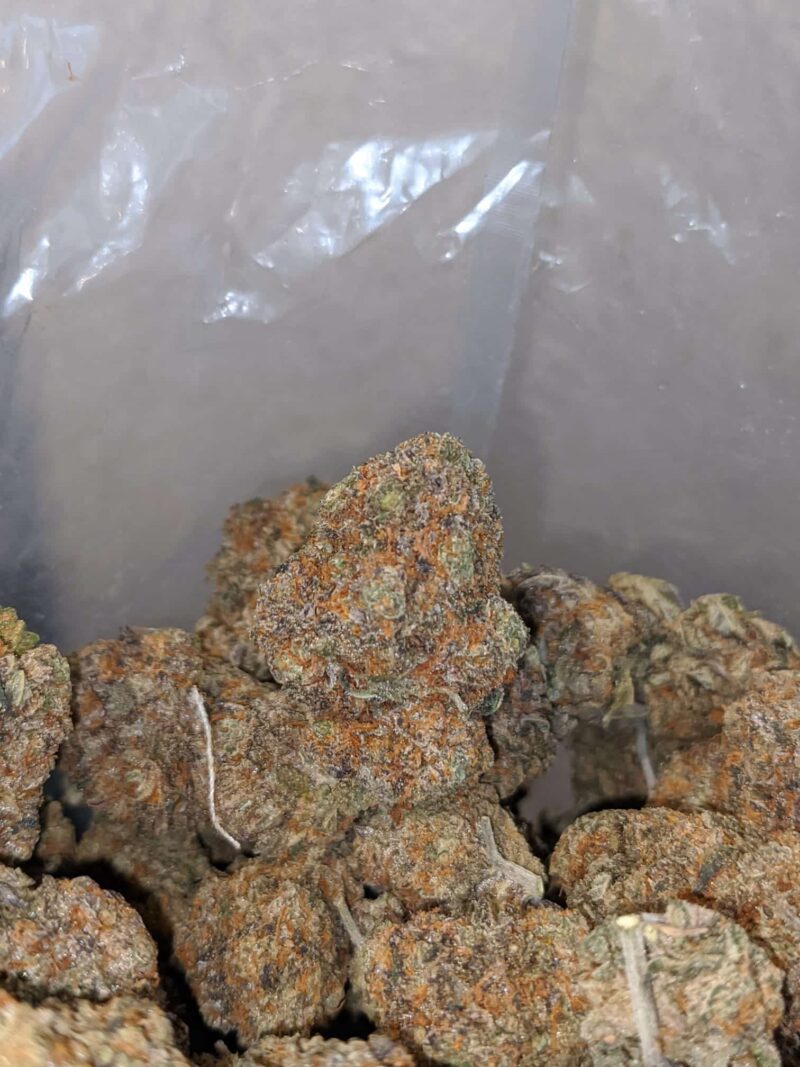 Cactus Breath - Image 6