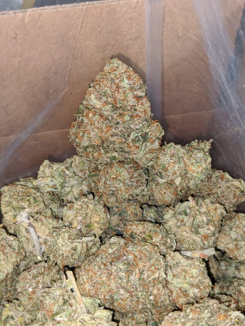 California Dream - Image 6
