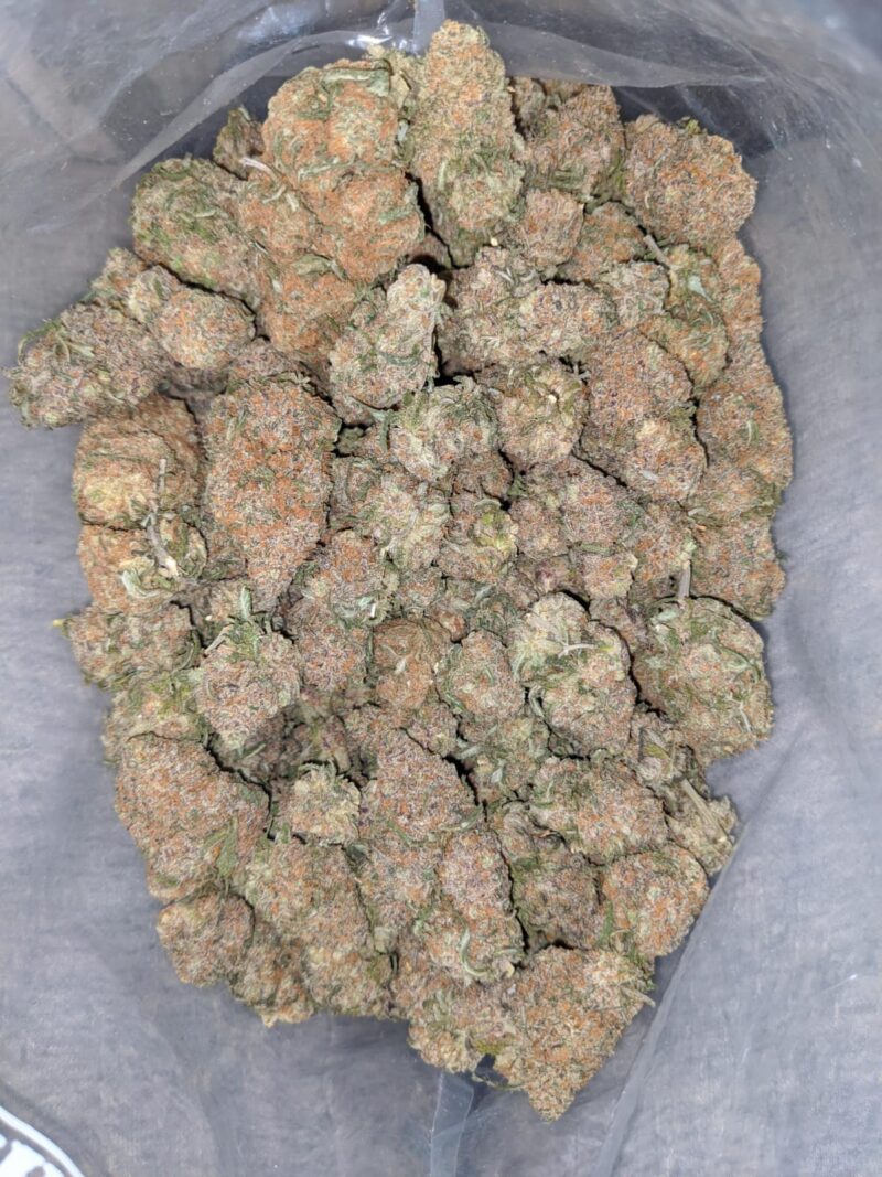 Chocolate Bubblegum - Image 5