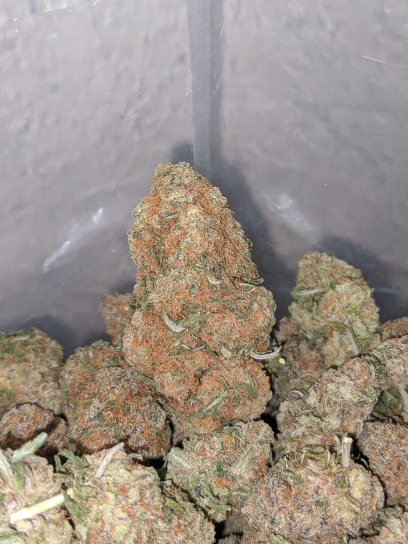Chocolate Bubblegum - Image 7