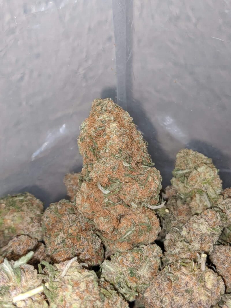 Chocolate Bubblegum - Image 4