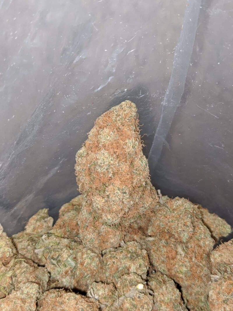 Chocolate Haze – *Deal Of The Day* - Image 4