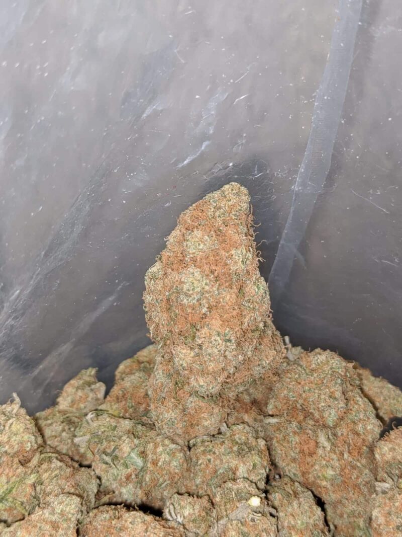 Chocolate Haze – *Deal Of The Day* - Image 7