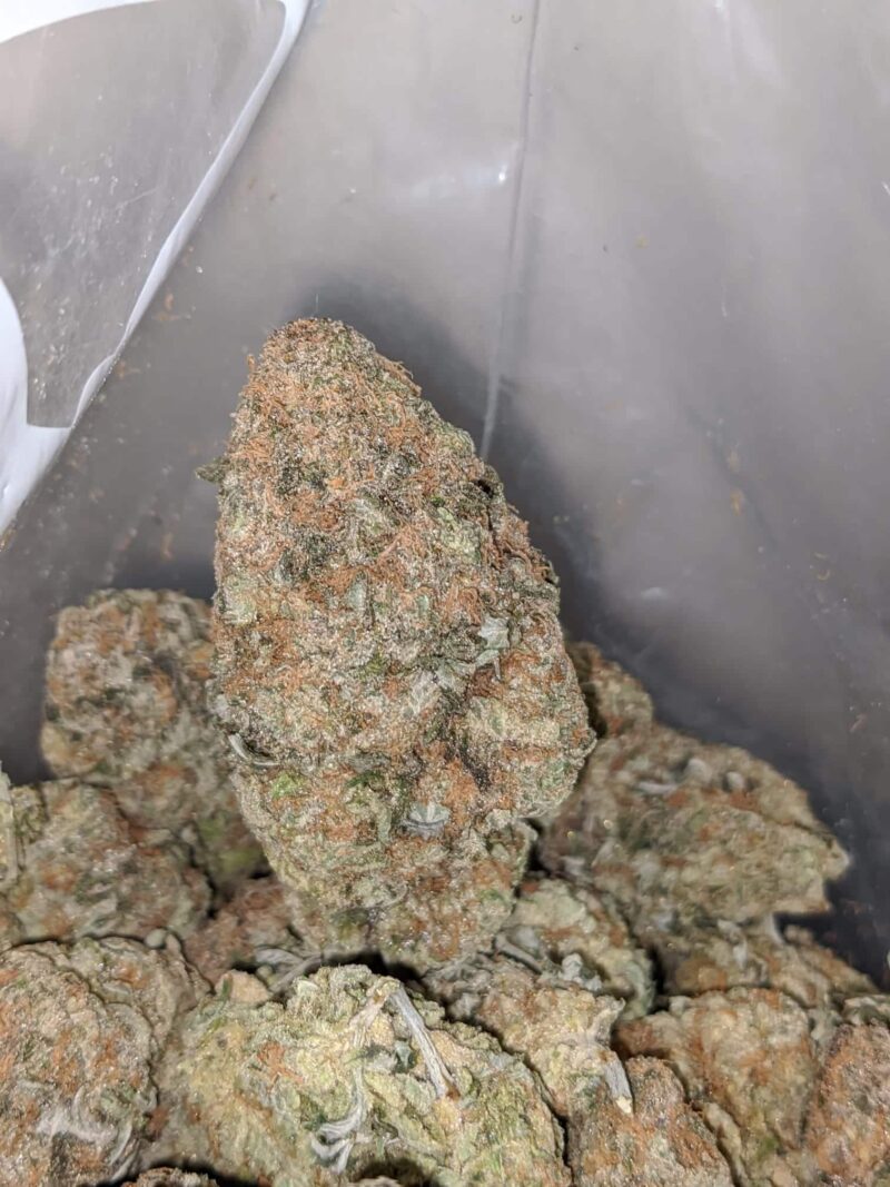 Chocolate Skunk - Image 7