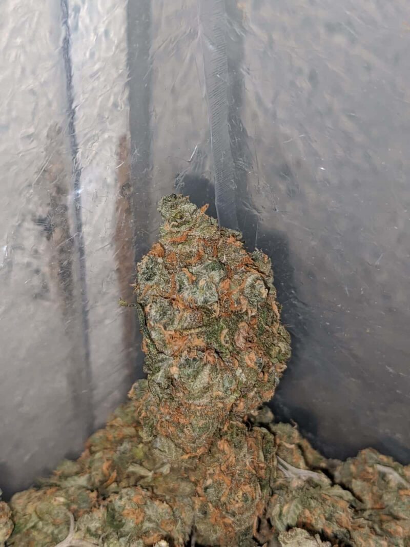 Cinnamint - Image 7