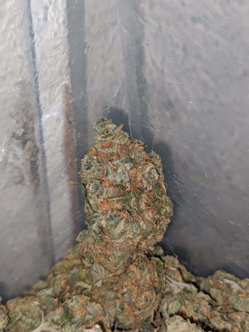 Cinnamint - Image 6
