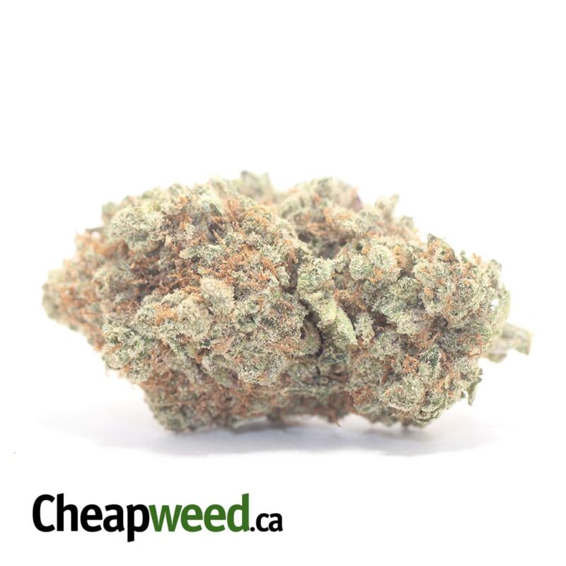 Citral Skunk
