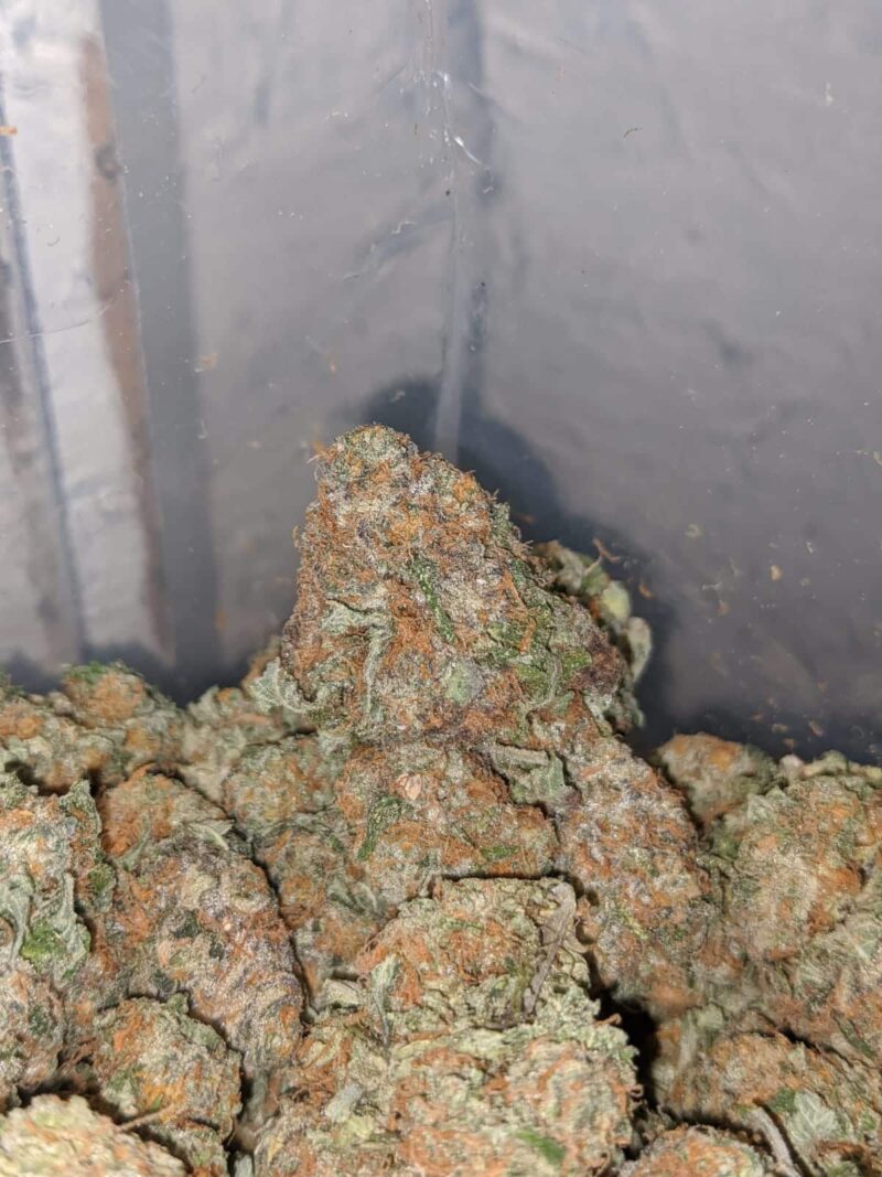 Cocomelon - Image 6
