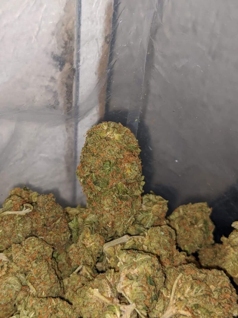 Columbian Gold – *Deal of the Day* - Image 4