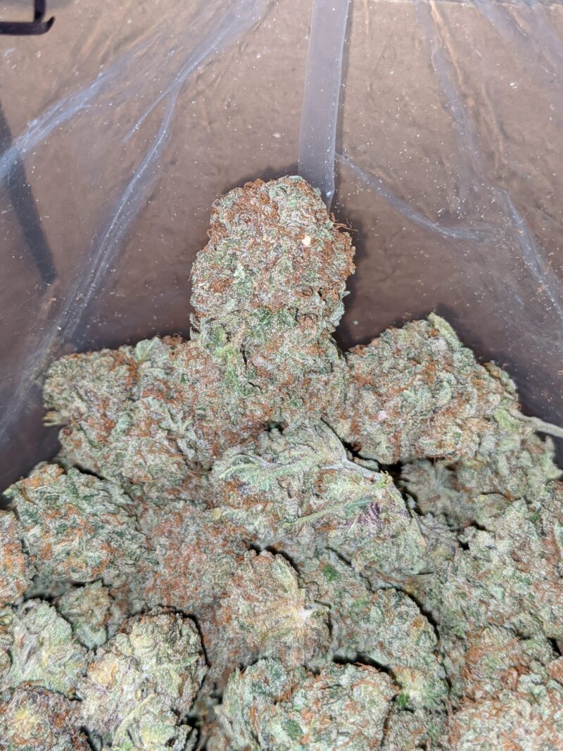 Critical Kush #2 - Image 7
