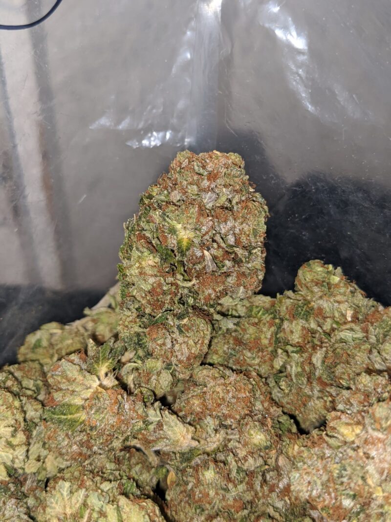 Crystal Coma - Image 7