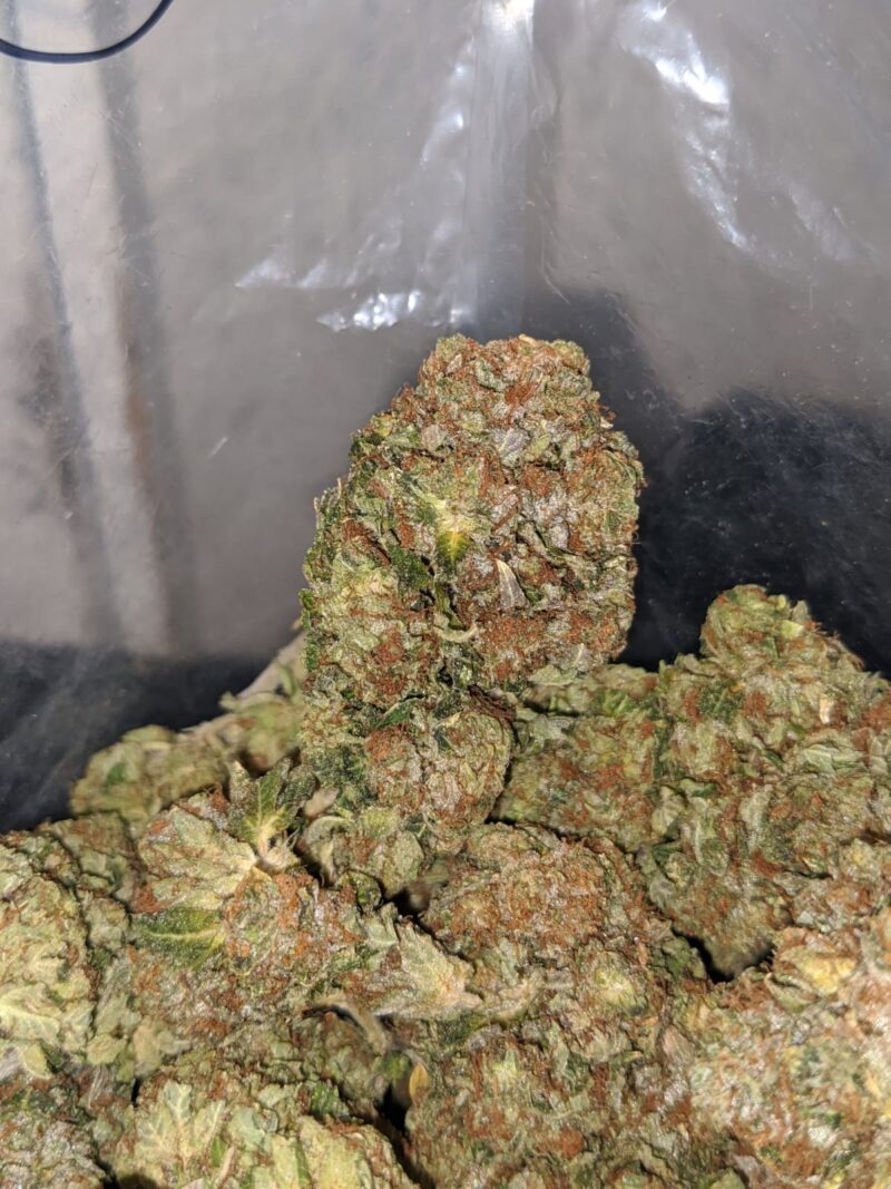 Crystal Coma - Image 6