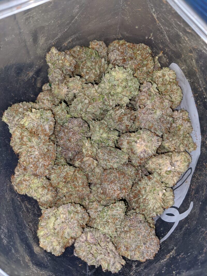 Gods Bubba - Image 7