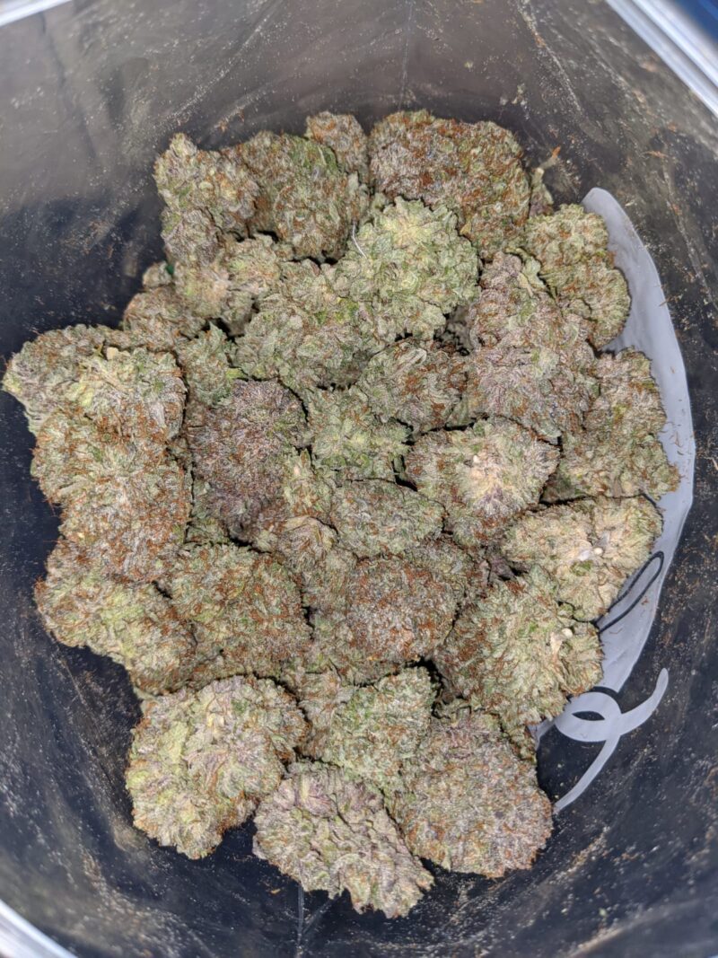 Gods Bubba - Image 6