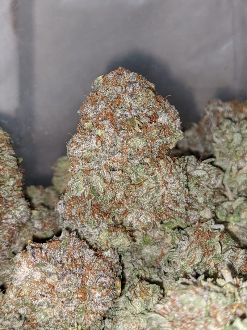 Gods Bubba - Image 5