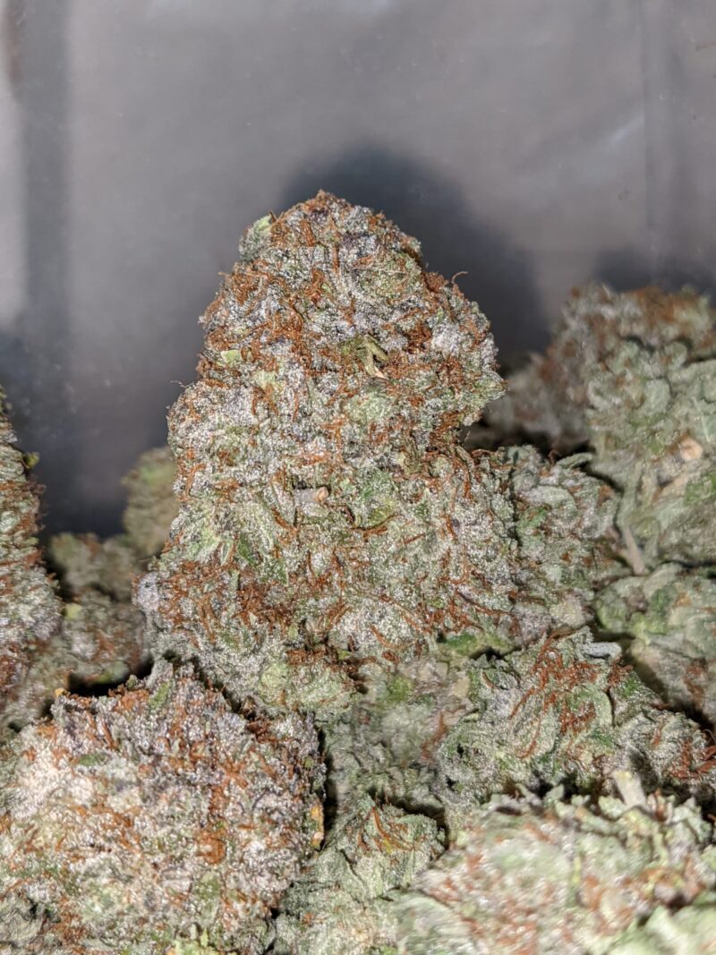Gods Bubba - Image 4