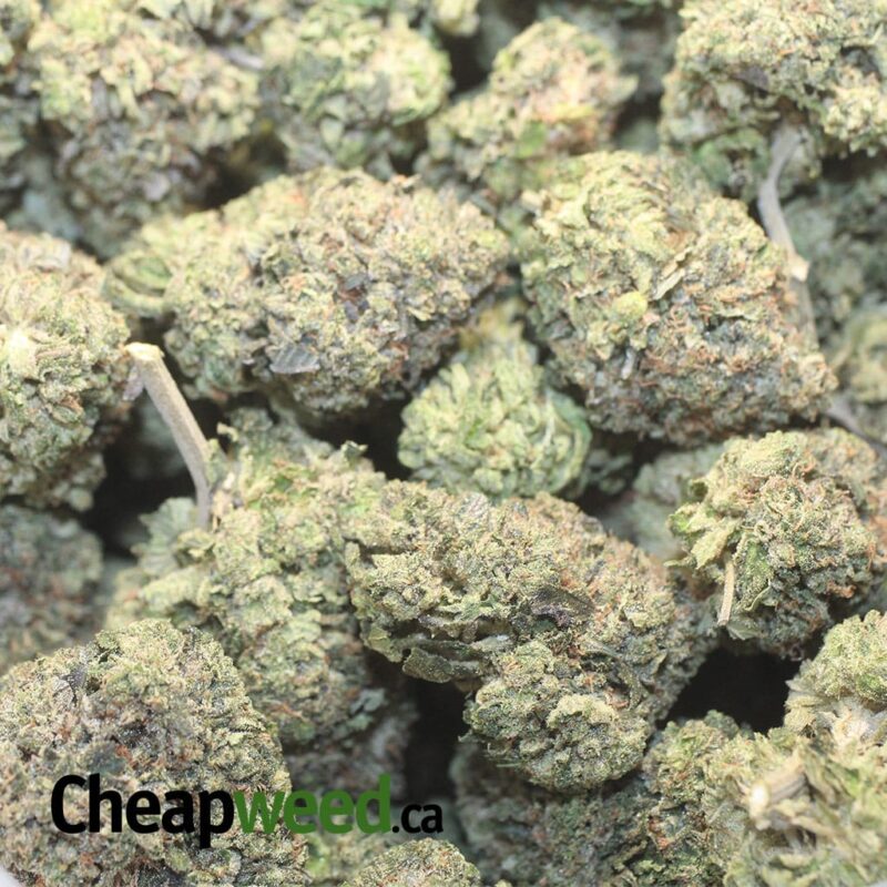 Greenfarm’s Pink Rockstar - Image 3