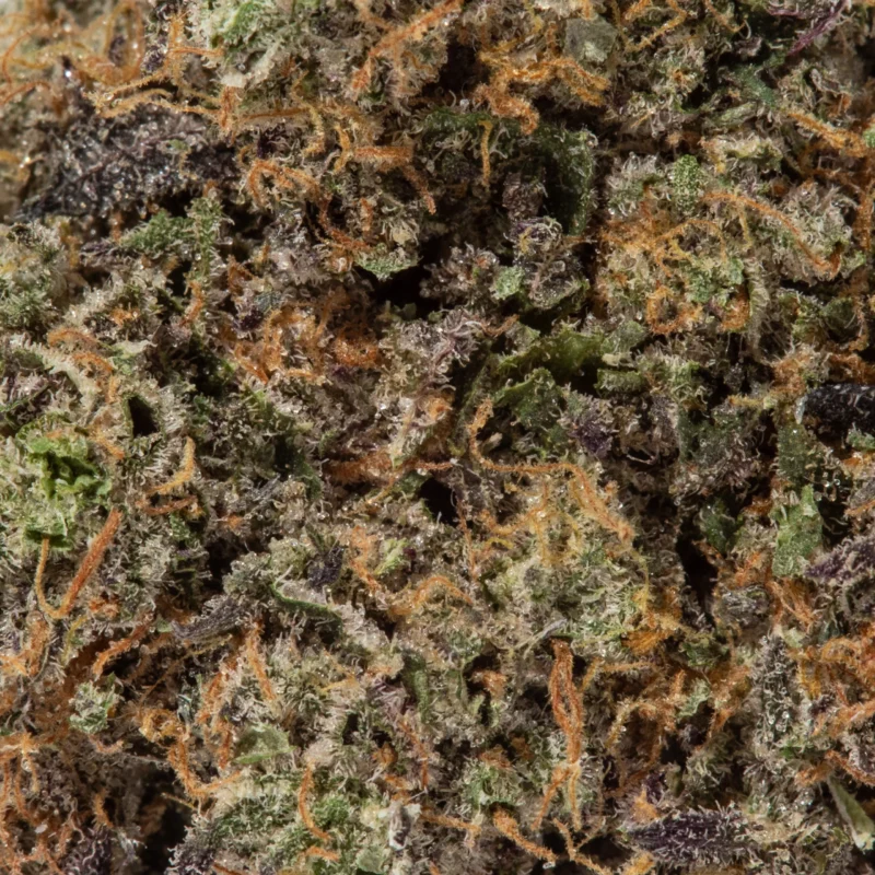 Gelato 42 (AAAAA/Craft) - Image 2