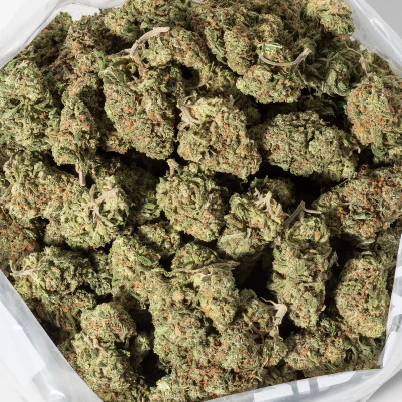 Harlequin (AAA+) - Image 3