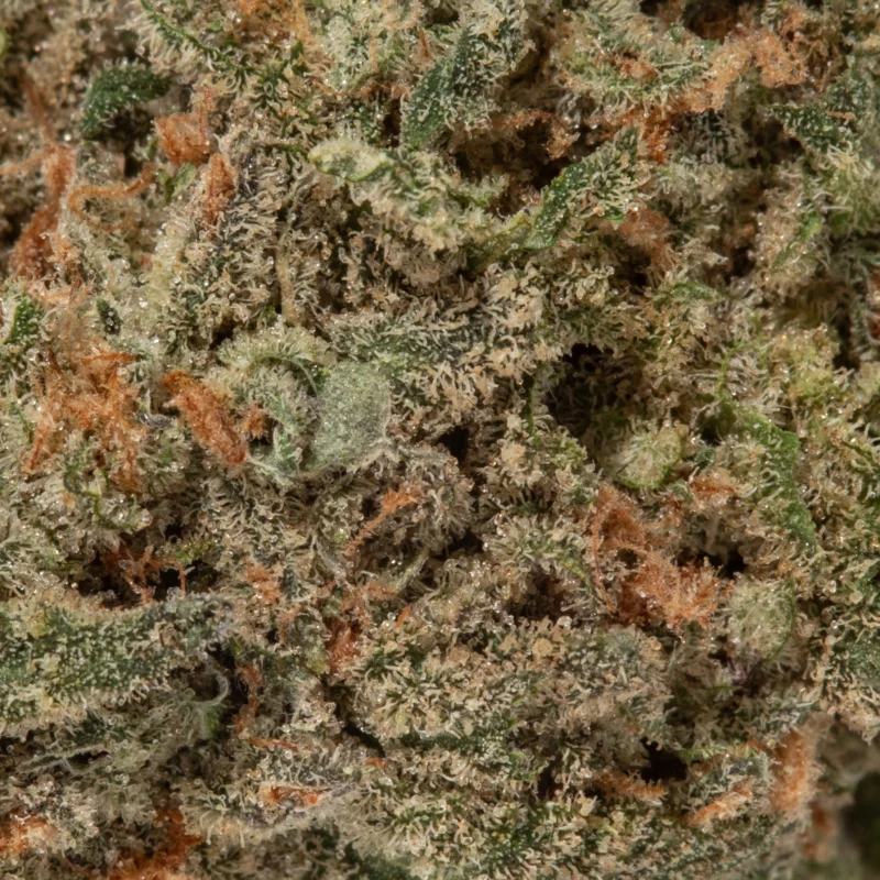 Harlequin (AAA+) - Image 2