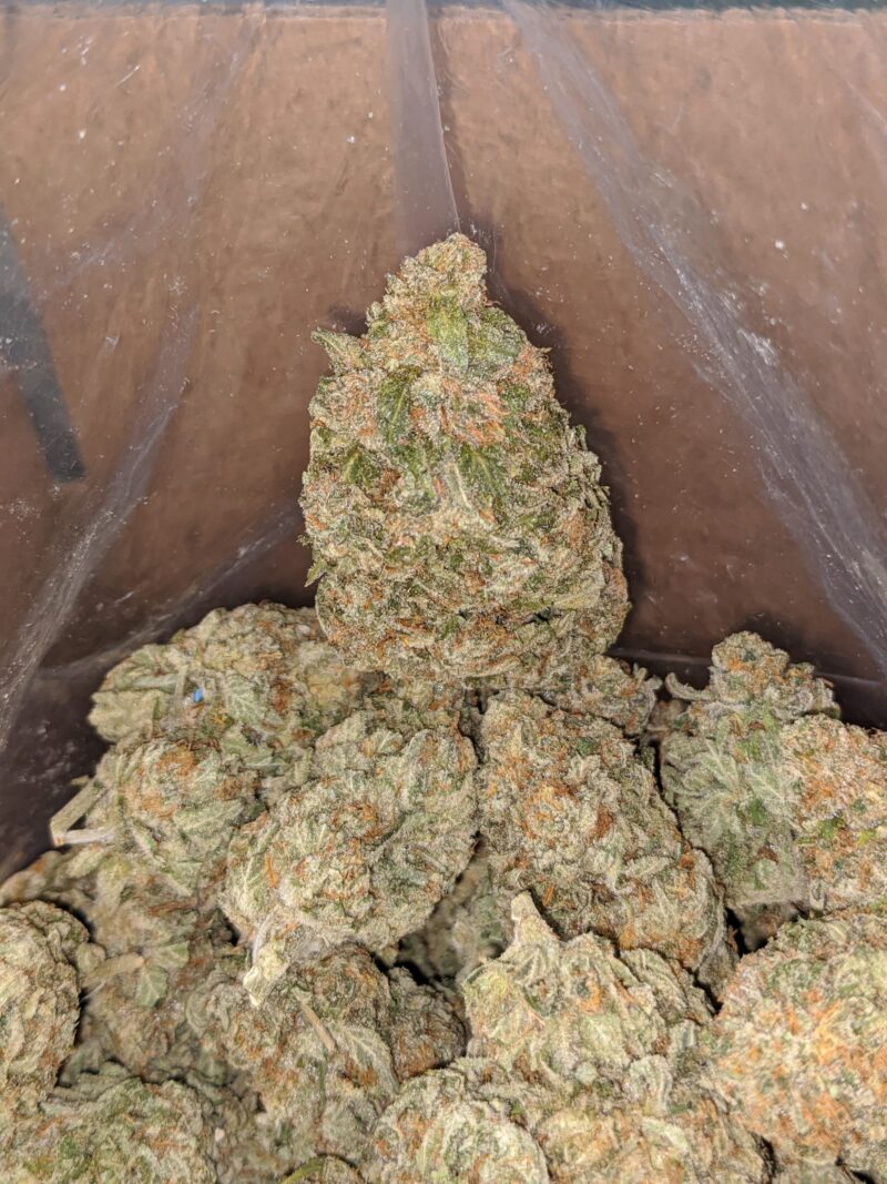 Golden Dream - Image 5