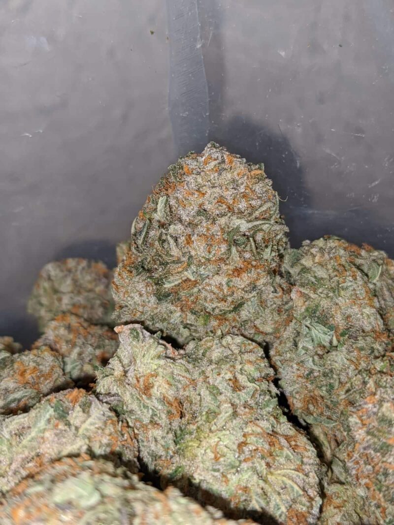 Gorilla Bomb - Image 4