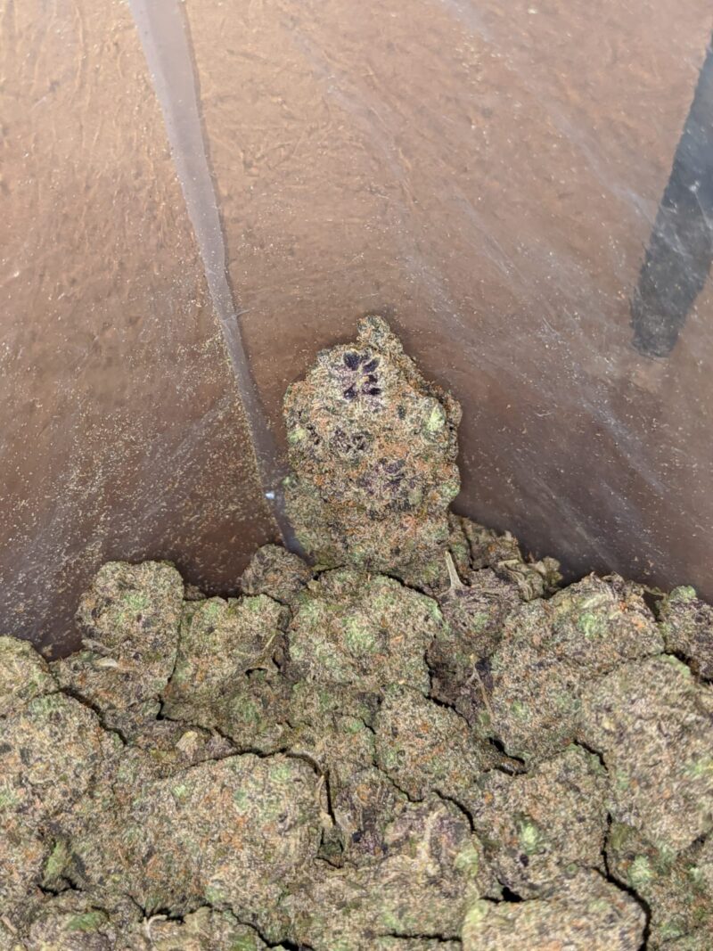 Grape Ape - Image 4