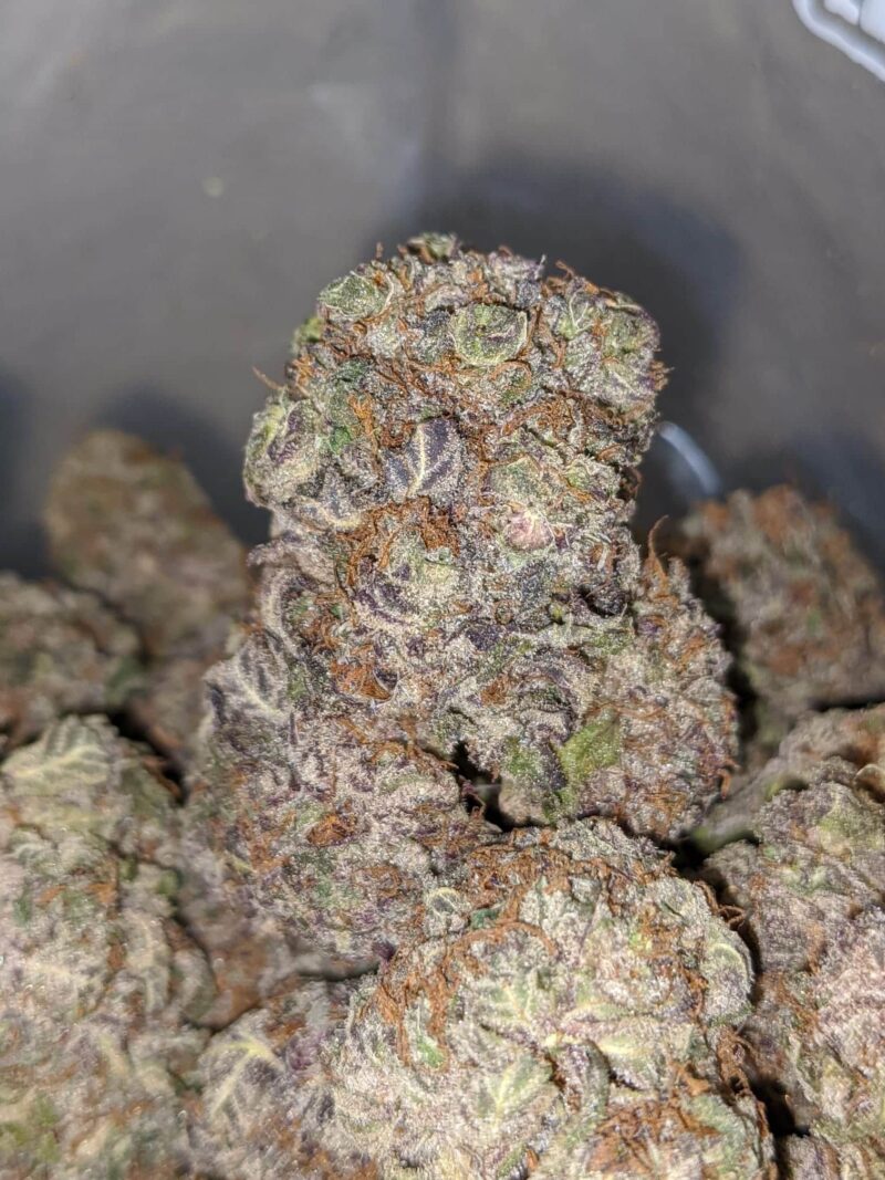 Grape Stomper – *Deal Of The Day* - Image 7