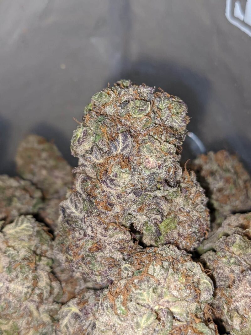 Grape Stomper – *Deal Of The Day* - Image 6