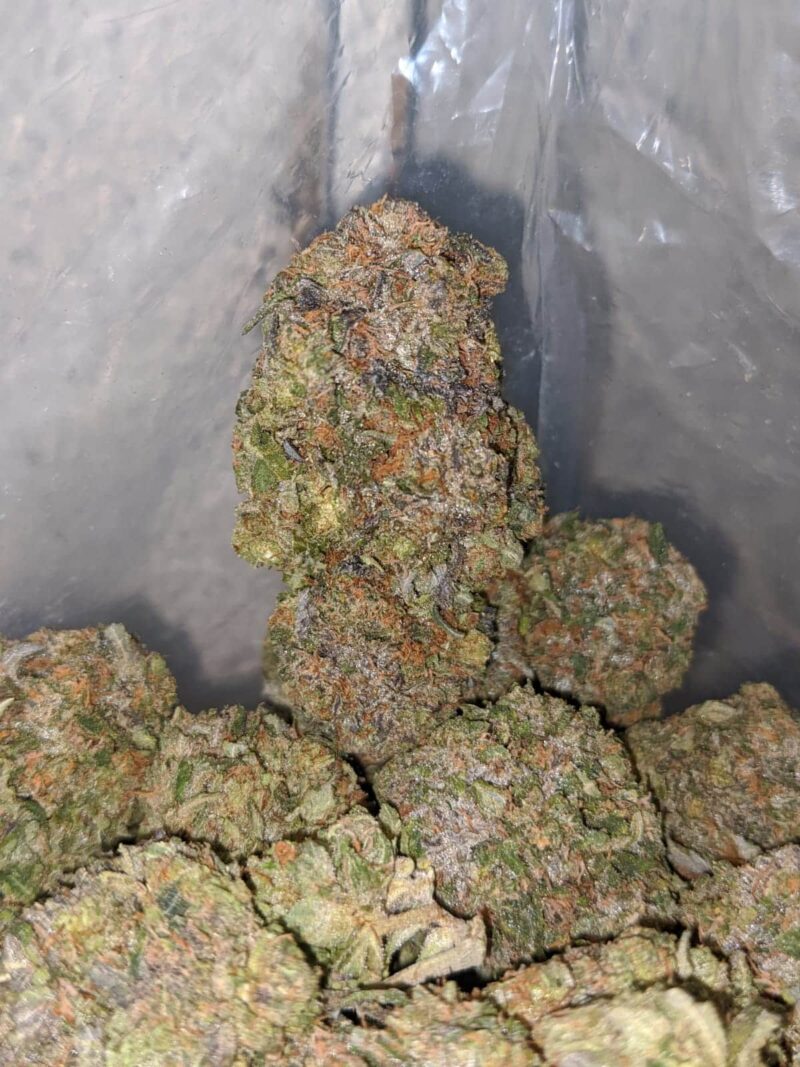 Greenfarm’s Black Tuna - Image 4