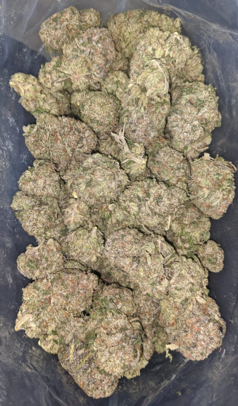 Greenfarm’s Bruce Banner - Image 4