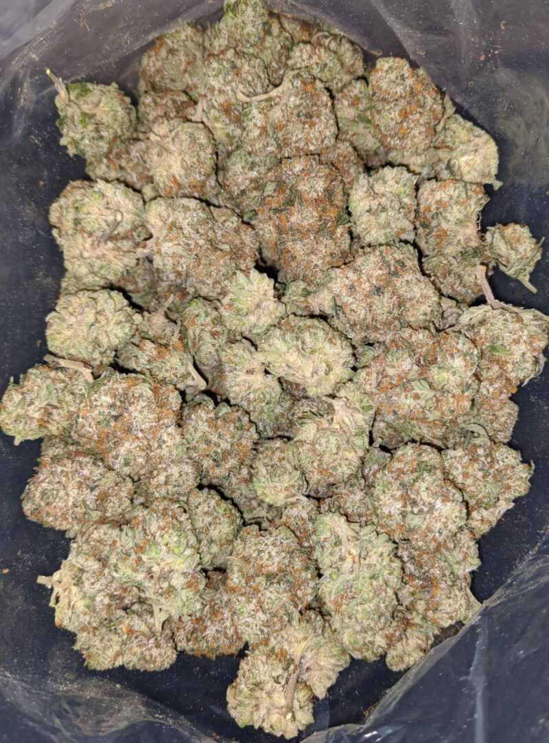 Greenfarm’s Comatose - Image 6