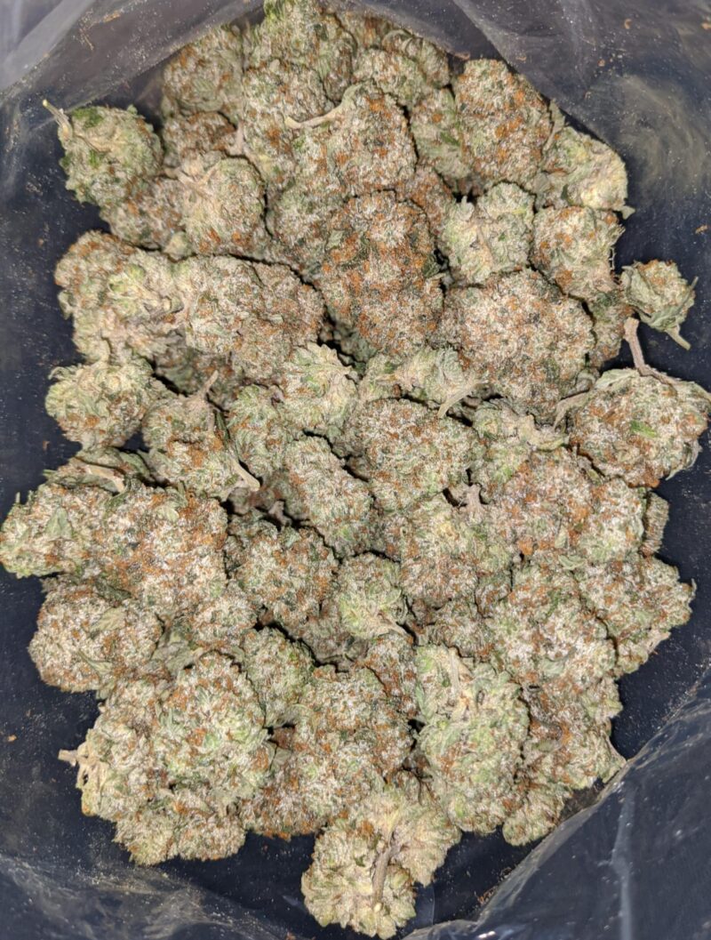 Greenfarm’s Comatose - Image 5