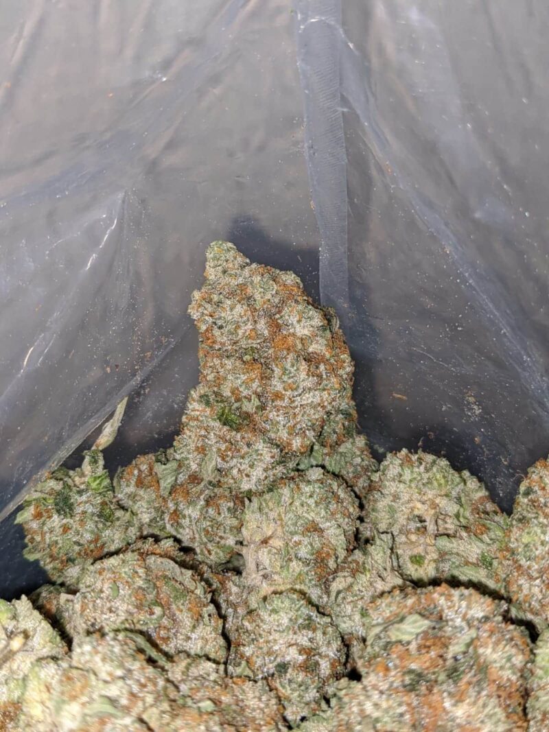Greenfarm’s Comatose - Image 4