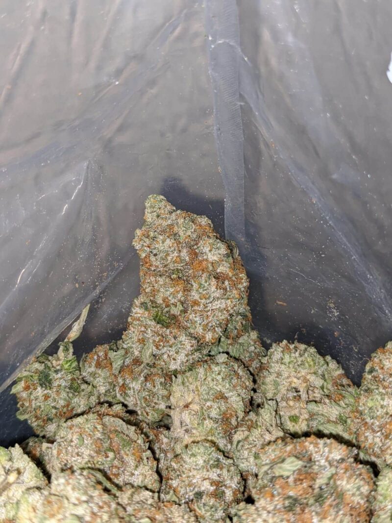 Greenfarm’s Comatose - Image 7