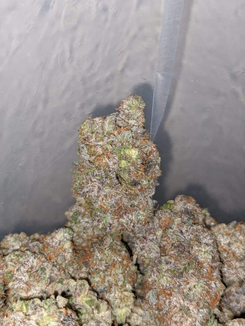 Greenfarm’s Holy Grail - Image 5